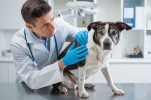 Veterinario analizando el bulto de un perro para ver que no sea problemático