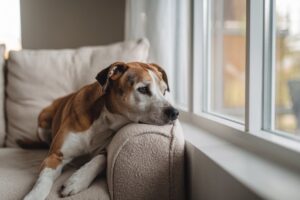 Un perro que sufre depresión con cara triste mirando por la ventana.